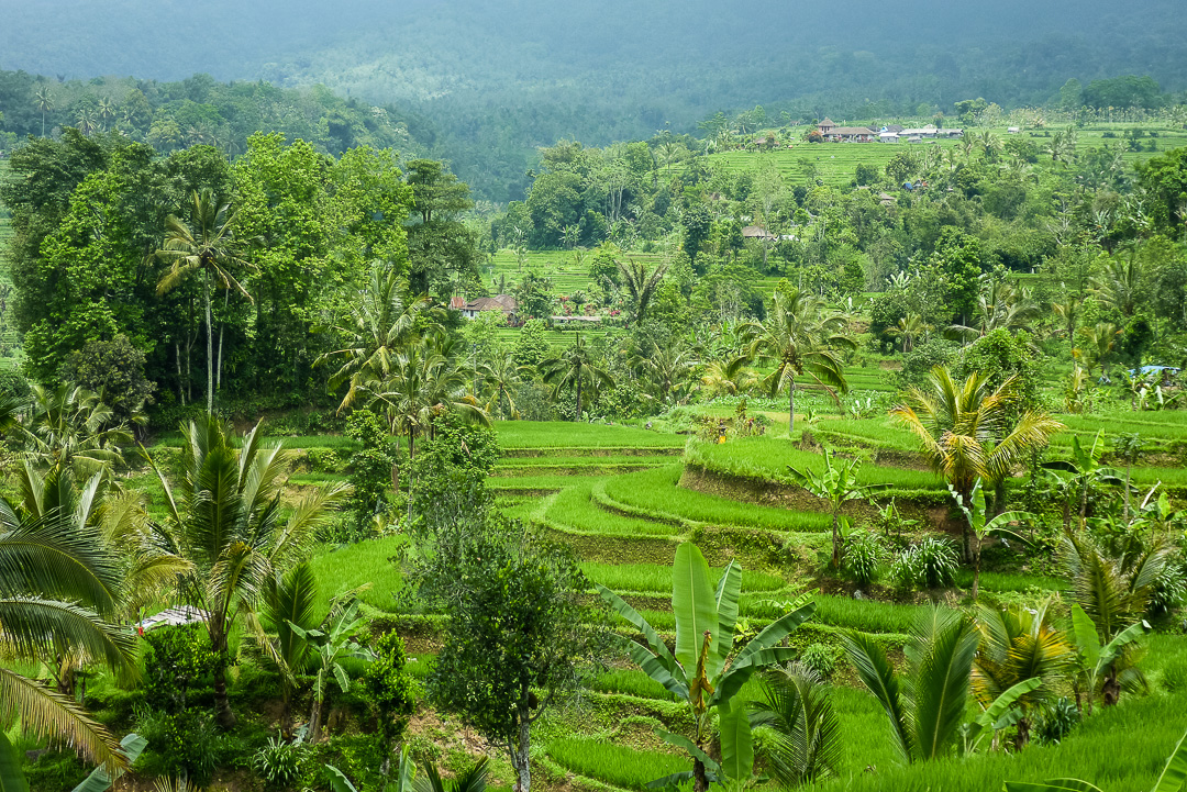 Rice Fields near Ubud, Bali