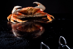 Dungeness Crab