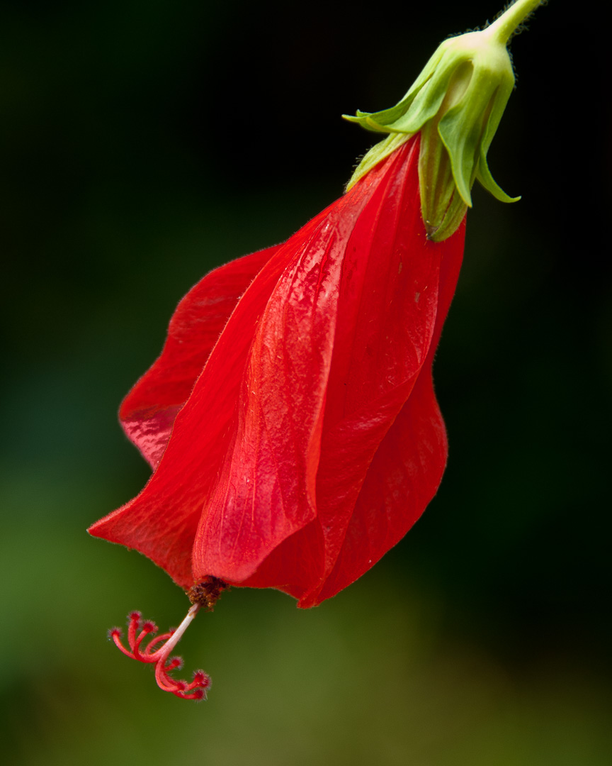 Red Sleeping Hibiscus, Florida