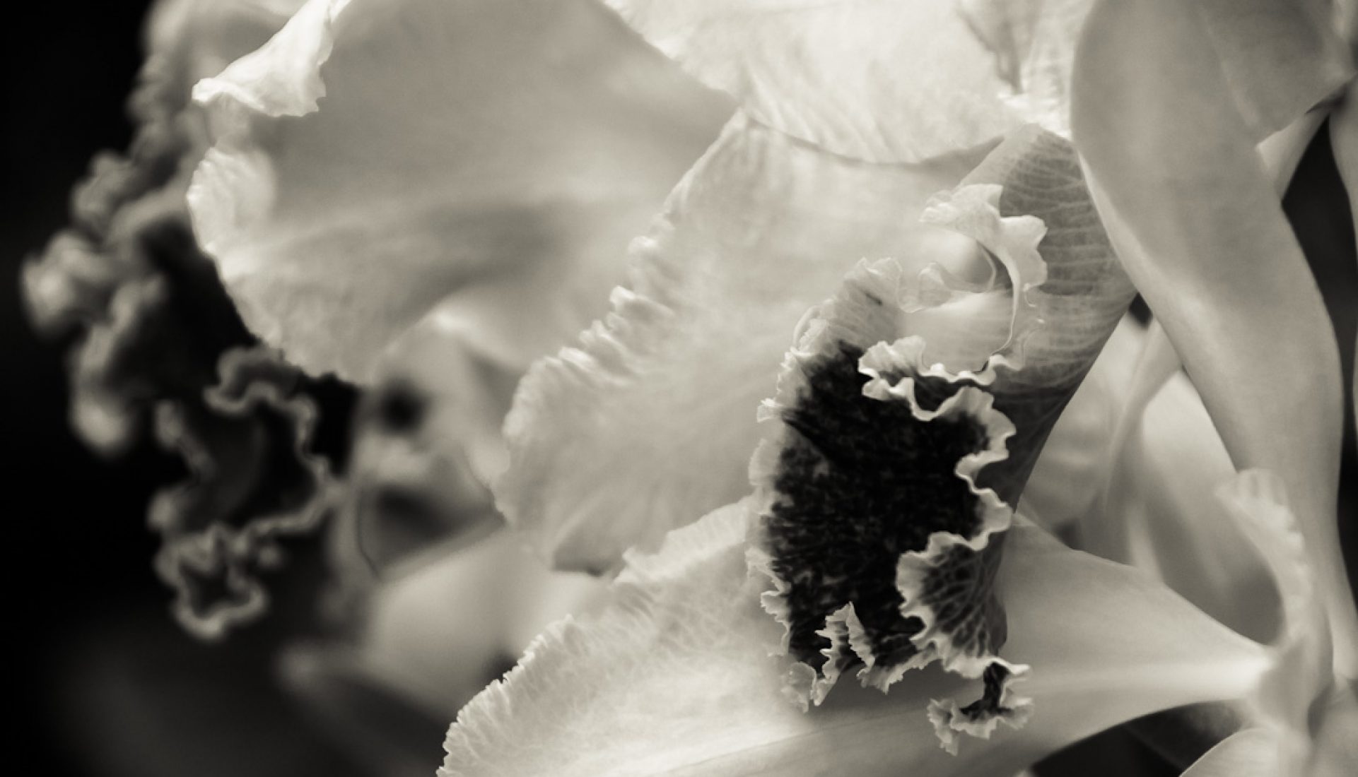 Travel Theme: White – Cattleya Orchid