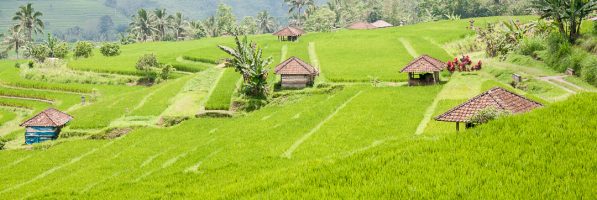 Peaceful Bali Rice Fields