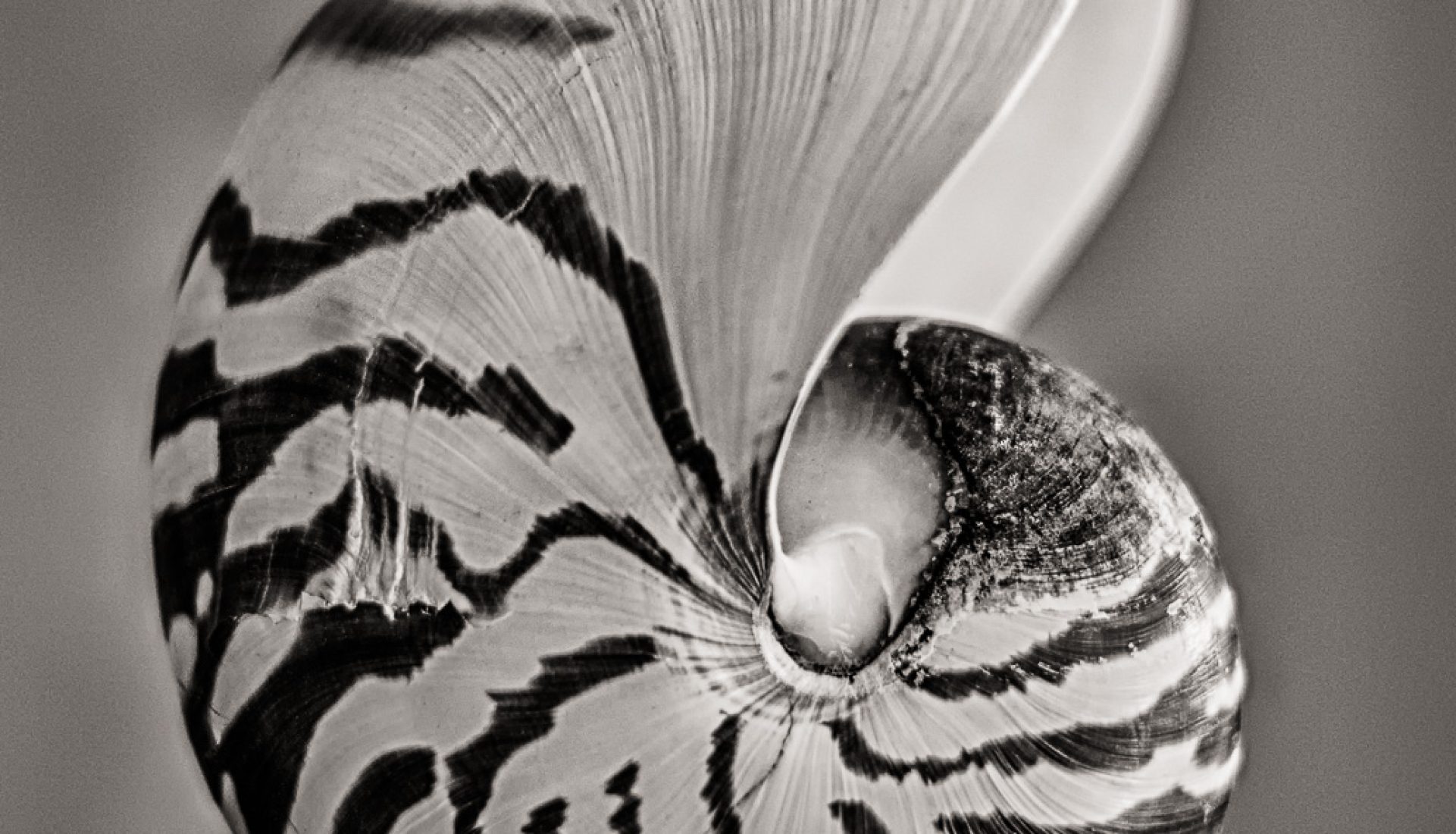 The Beauty of Curves – the Chambered Nautilus