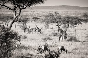 Landscape with Giraffes