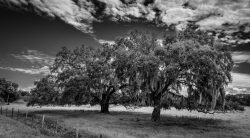 The Florida Landscape – Live Oak Trees