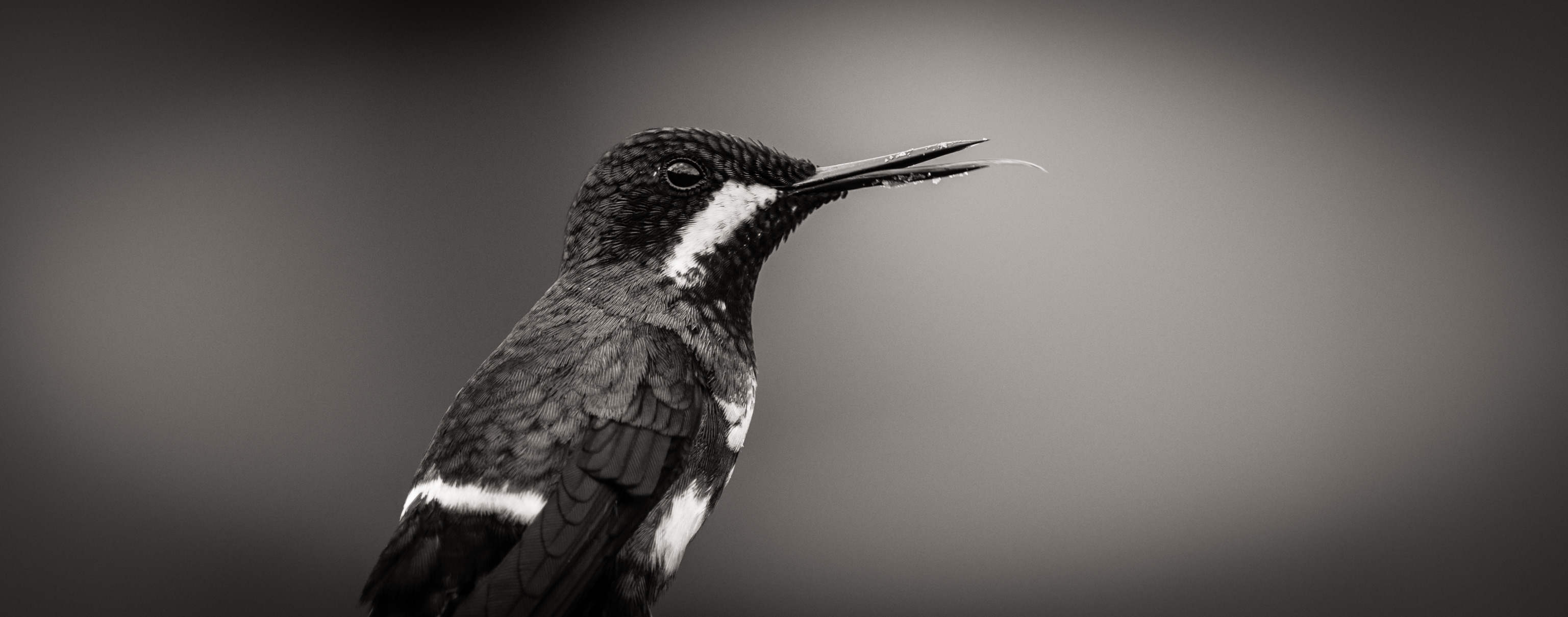 Green Thorn-tail Hummingbird – a Little Jewel of Costa Rica