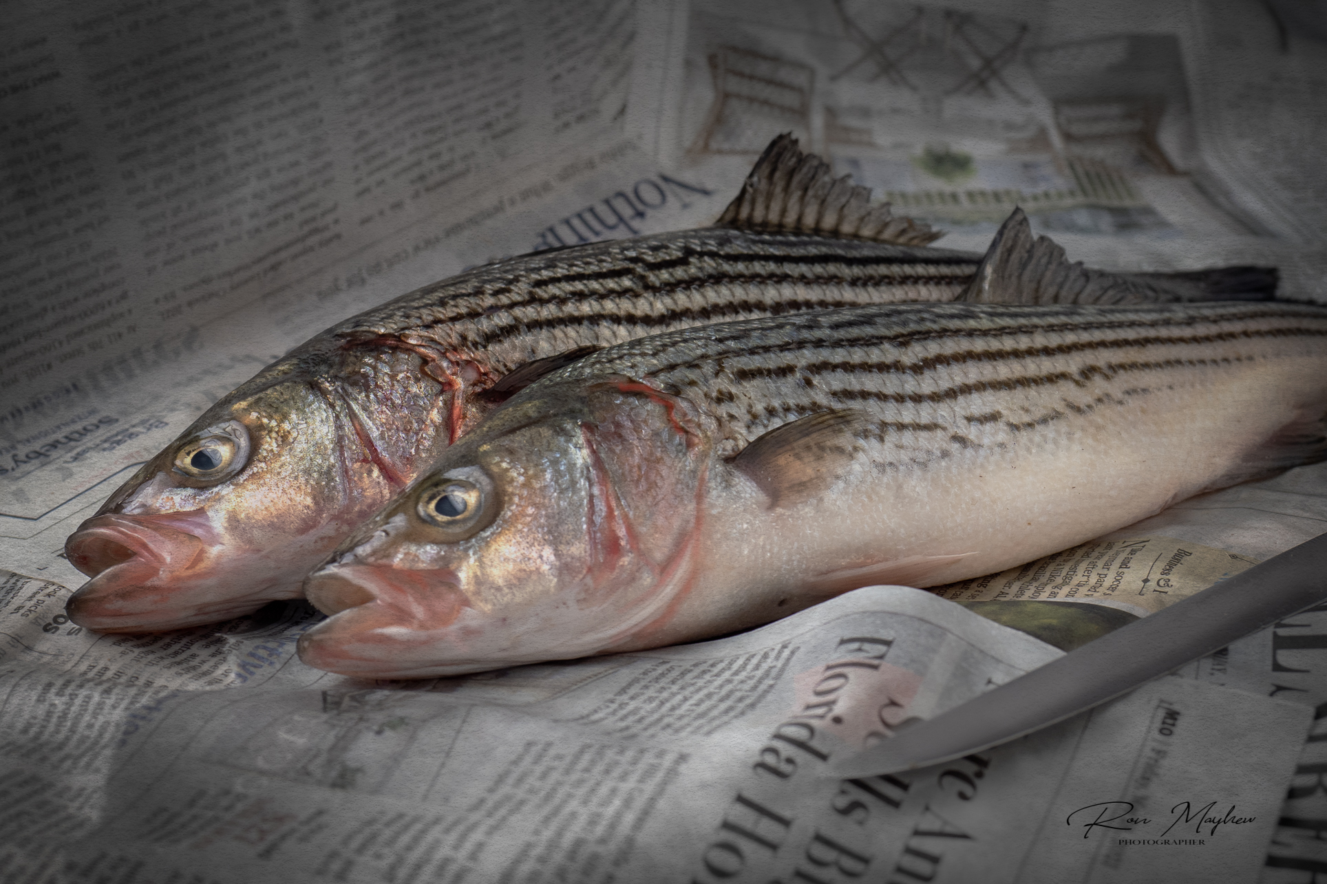 Fish Wrapped in Newspaper