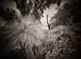 infrared photography and the iPhone