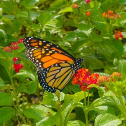 Endangered Monarch Butterfly Pays a Visit