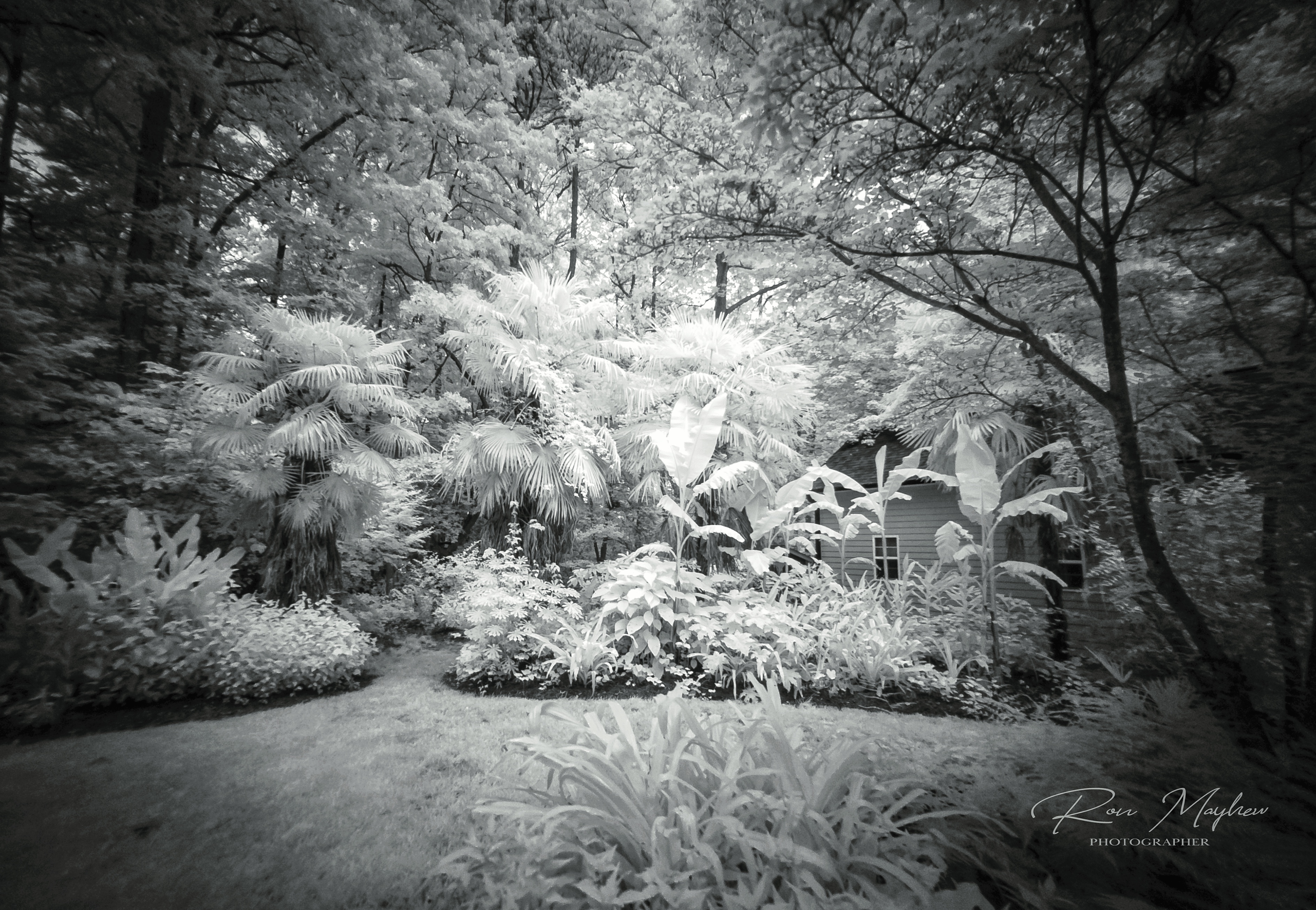 Woodland Garden, Infrared