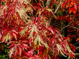 Fall’s Colors ablaze – the reds have it